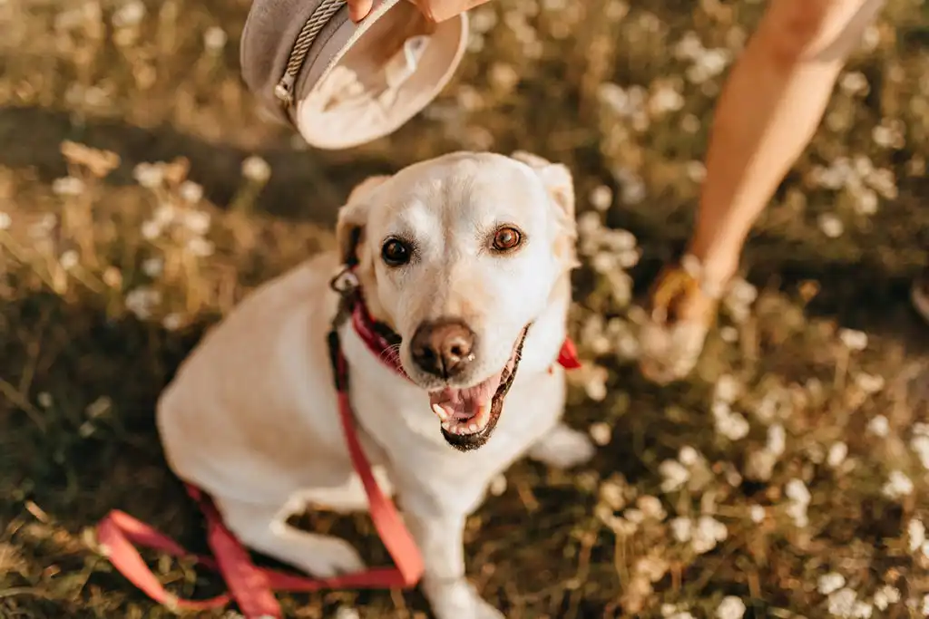 golden retriever dog in a park